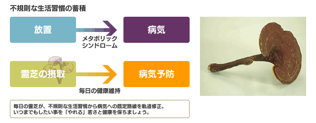 毎日の霊芝が、不規則な生活習慣から病気への既定路線を軌道修正。いつまでもしたい事を「やれる」若さと健康を保ちましょう。