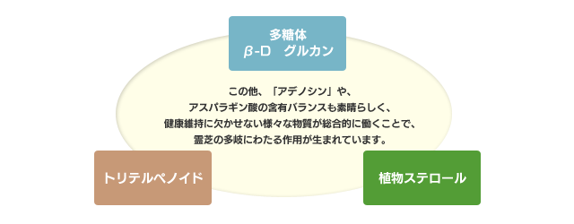 「アデノシン」や、アスパラギン酸の含有バランスも素晴らしく、健康維持に欠かせない様々な物質が総合的に働くことで、霊芝の多岐にわたる作用が生まれています。